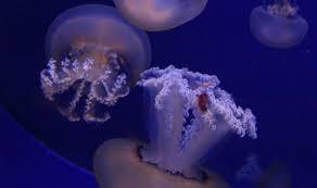 Acquario Cala Gonone