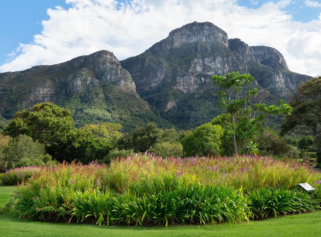 Kirstenbosch botaniska trädgård