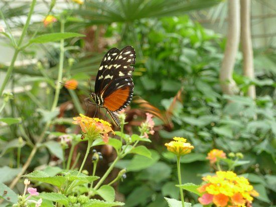 Bornholm Butterfly Park