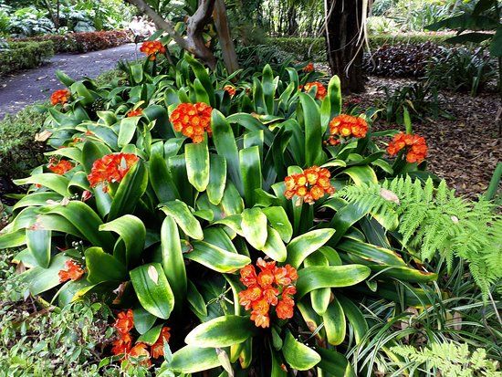 La Orotavas botaniska tradgardar