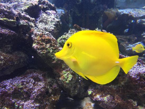 Mundo Marino-akvariet