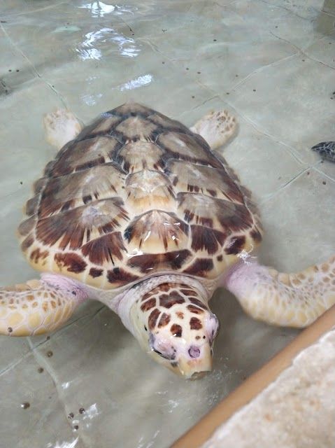 Tortugranja-sköldpaddefarmen