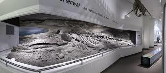 Museum för Natur och Miljö