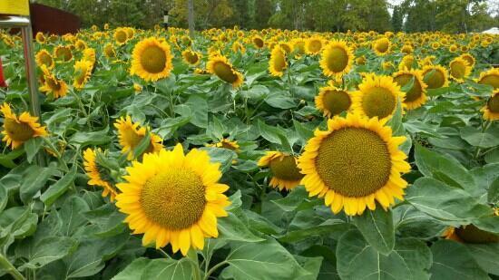 Shanghai Chenshan Botanical Garden