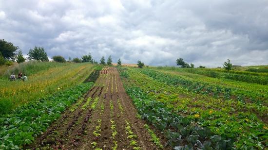 Mandelmanns Trädgårdar