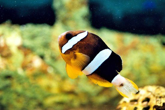 Le Roc des Curiosités Musée & Aquarium