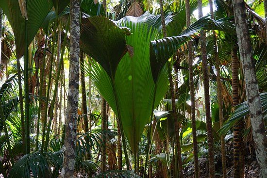 Vallée de Mai naturreservat