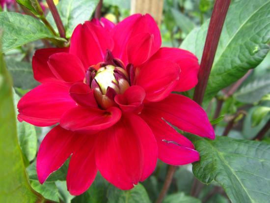 Lettlands universitets botaniska trädgård