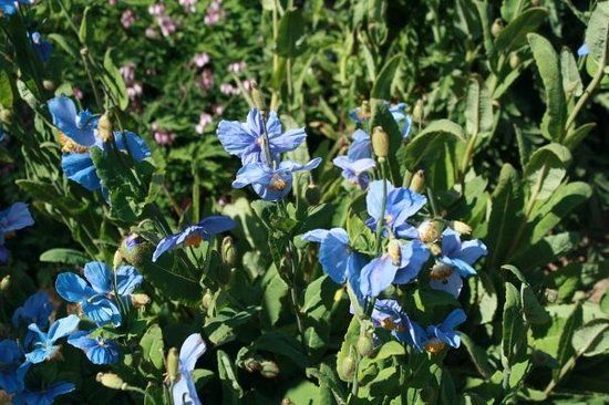 Akureyris botaniska trädgård