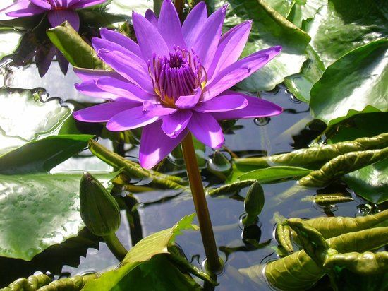 Göttingens gamla botaniska trädgård