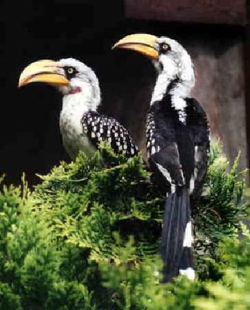 Niendorfs fågelpark