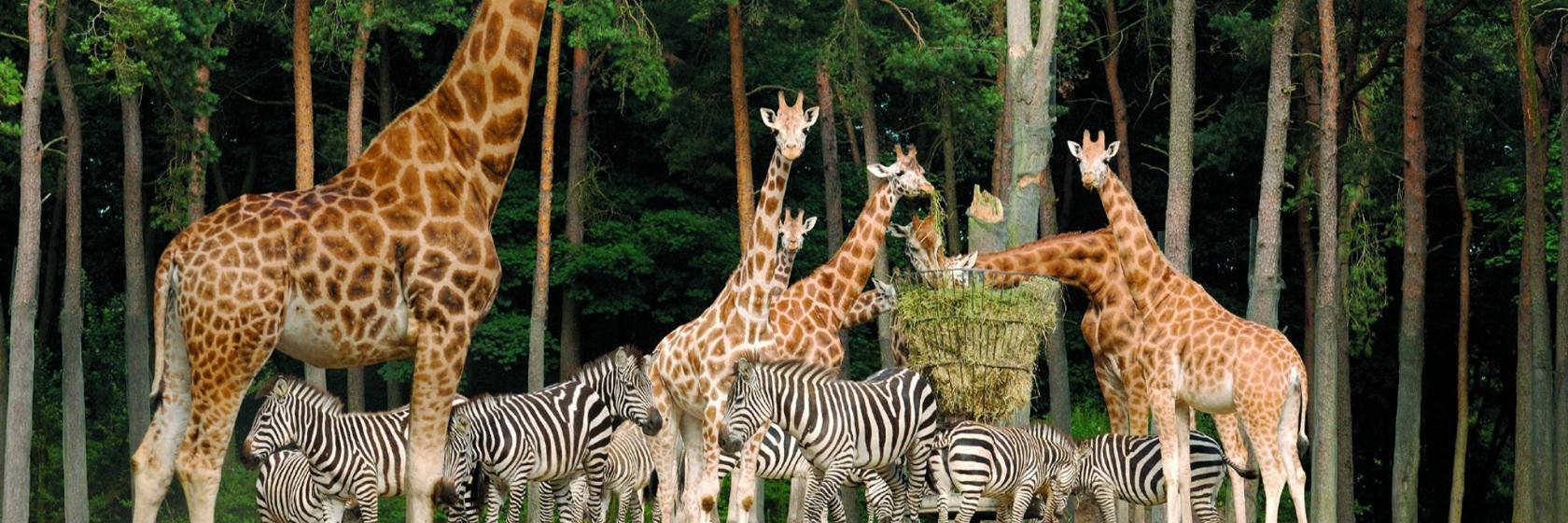 Burgers' Zoo