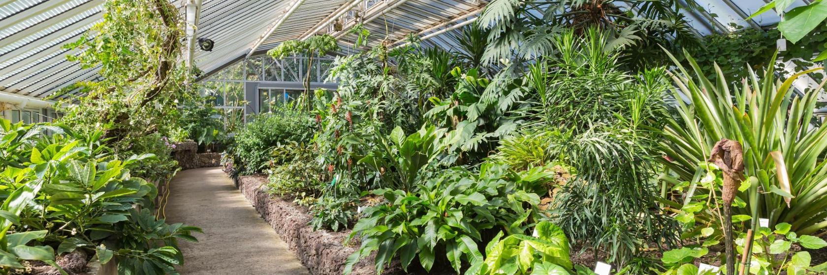 Botaniska trädgården