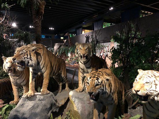 Genèves naturhistoriska museum