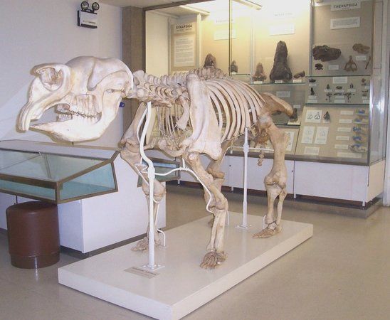 Cambridge University Museum of Zoology
