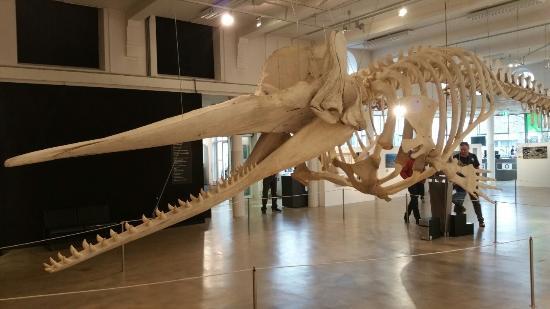 Brabants naturmuseum