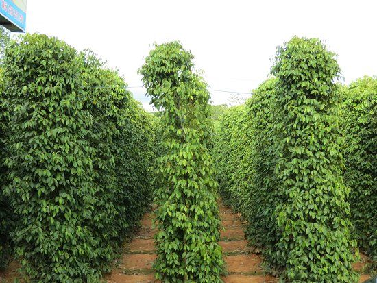 Peppers in Phu Quoc chez Lê Hô